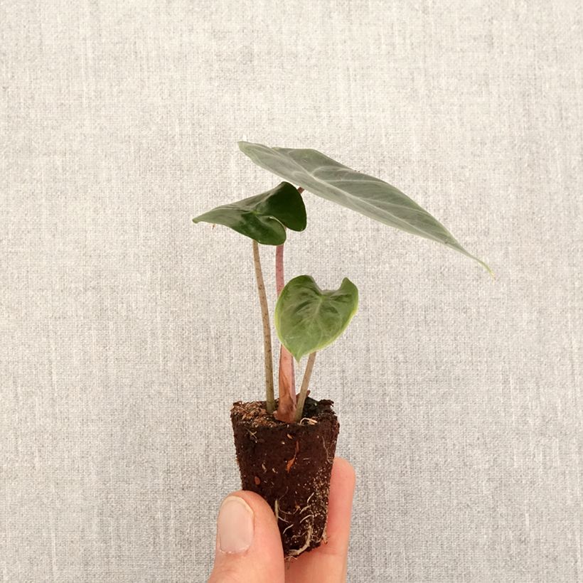 Alocasia Pink Dragon - Oreille d'éléphant - Mini-motte Ø 3/4 cm esemplare consegnato in primavera