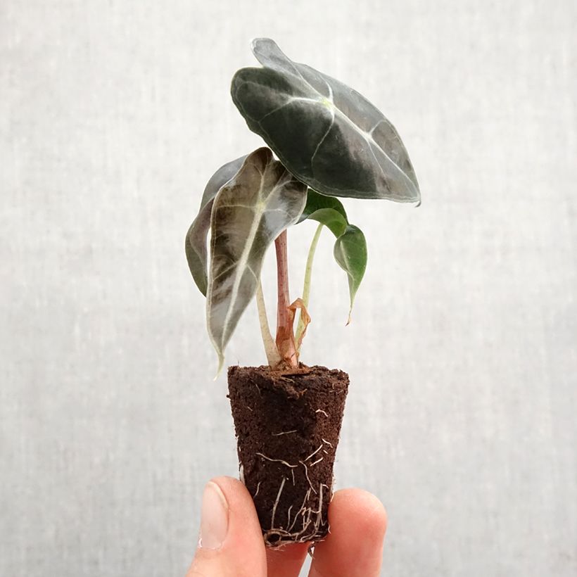 Alocasia Polly - Orecchie d'Elefante Mini-plante esemplare consegnato in primavera
