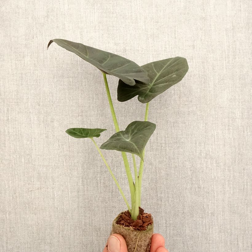 Alocasia Regal Shields - Orecchie d'Elefante Mini-plante esemplare consegnato in primavera