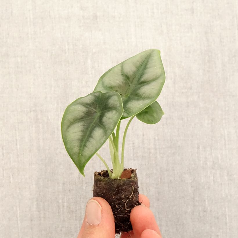 Alocasia reversa - Orecchie d'Elefante Mini-plante esemplare consegnato in primavera