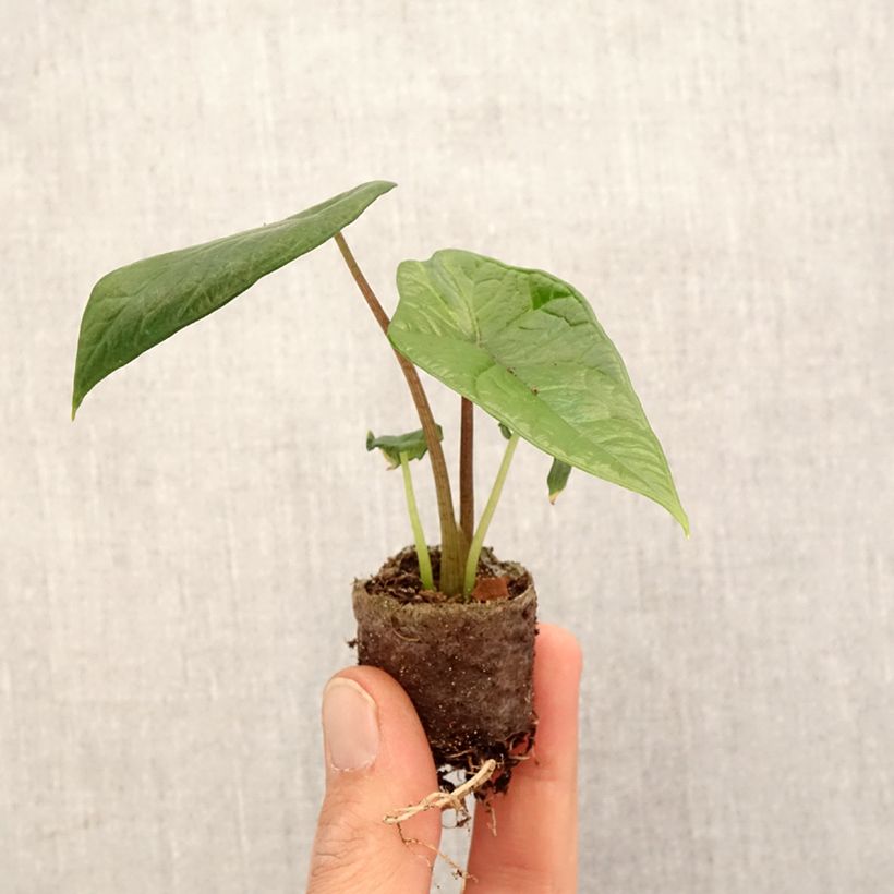 Alocasia scalprum - Oreille d'éléphant - Mini-motte Ø 3/4 cm esemplare consegnato in primavera