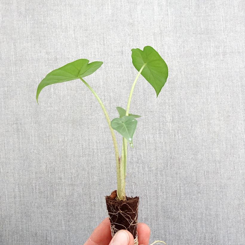 Alocasia Sumo - Oreille d'éléphant - Mini-motte Ø 3/4 cm esemplare consegnato in primavera