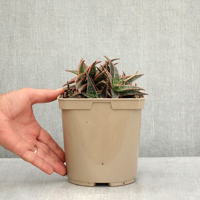 Esemplare di Aloe Christmas Carol Vaso da 3L/4L consegnato in estate