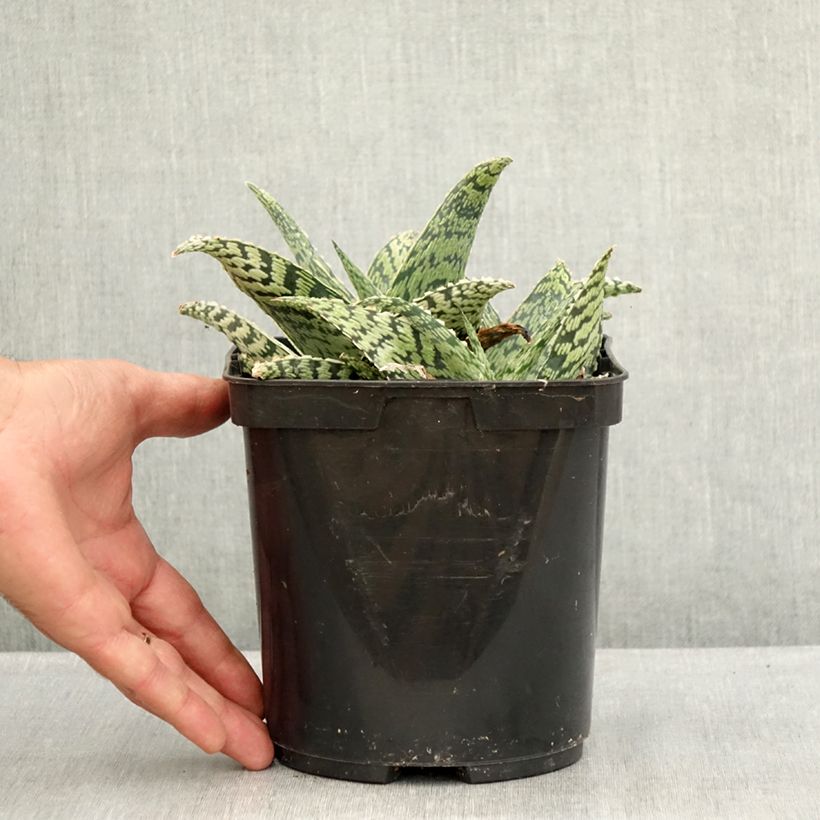 Esemplare di Aloe Delta Lights Vaso da 3L/4L consegnato in estate