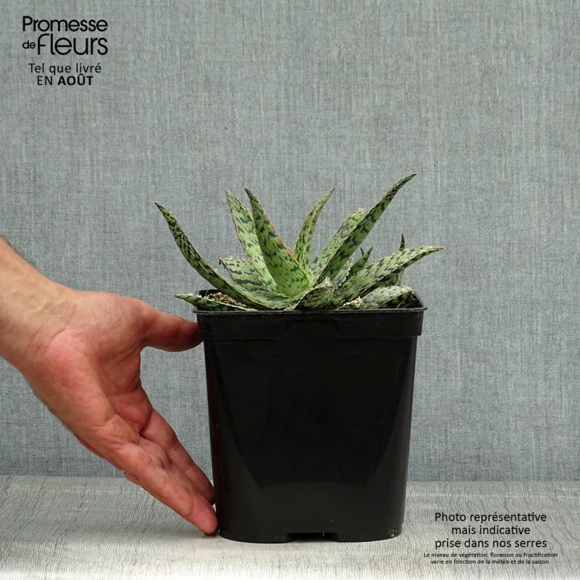 Esemplare di Aloe rauhii Cleopatra Vaso da 2L/3L consegnato in estate