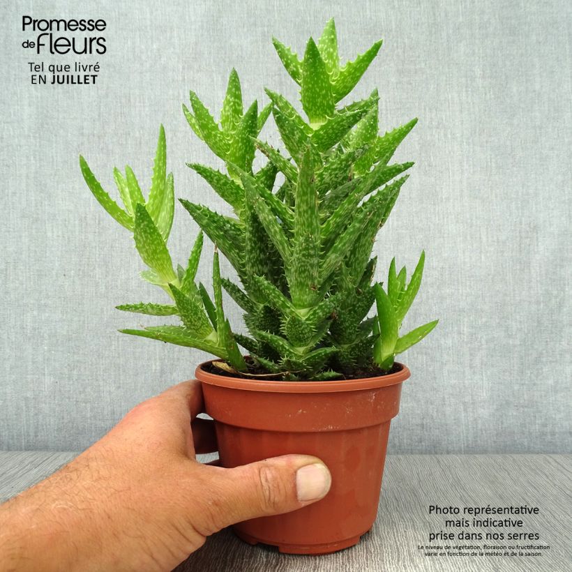 Esemplare di Aloe squarrosa Vaso da Ø 12 cm / 13 cm consegnato in estate