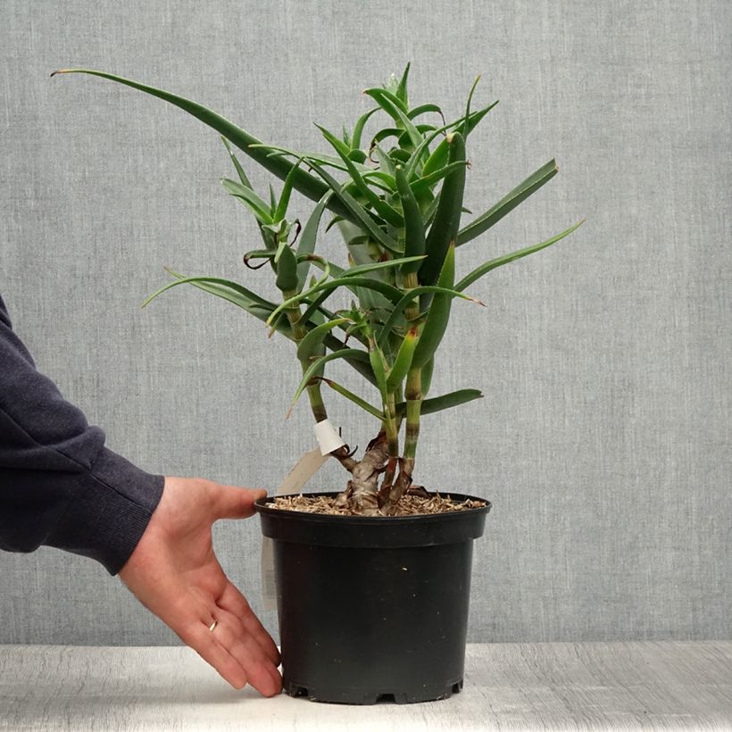 Esemplare di Aloe striatula Vaso da 2L/3L consegnato in estate