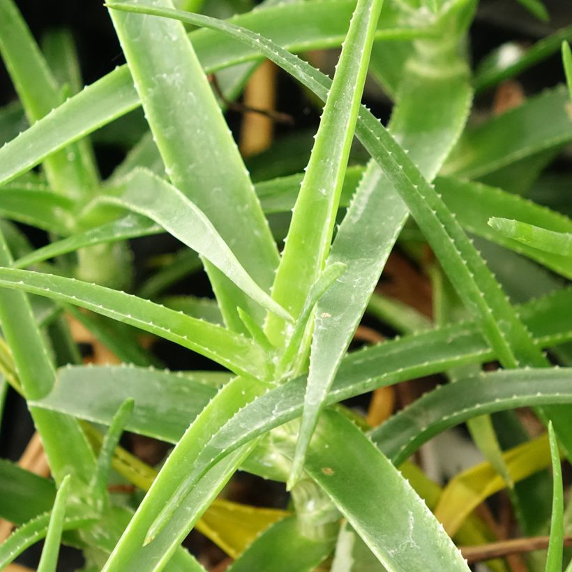 Aloe striatula ArticJungle (Fogliame)