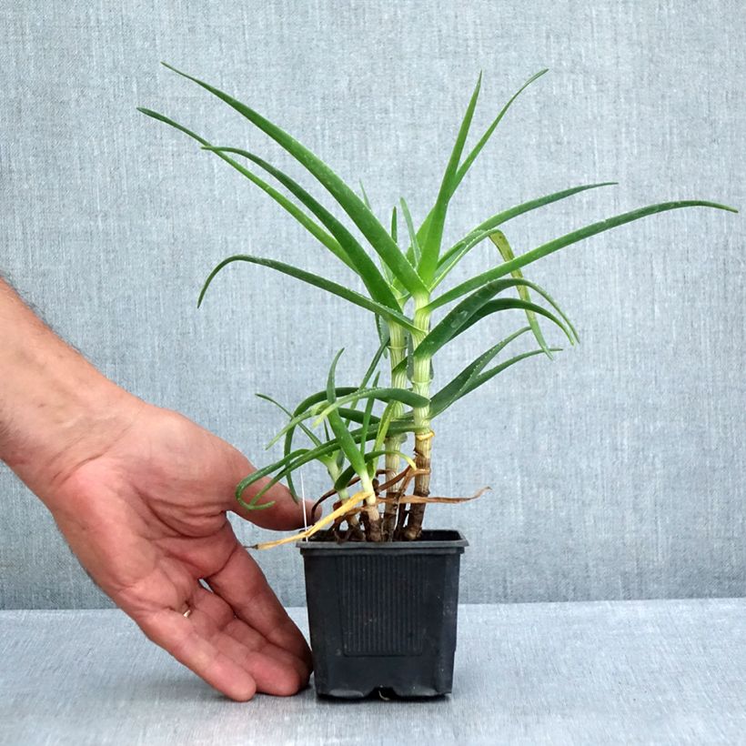 Esemplare di Aloe striatula ArticJungle Vasetto da 8/9 cm consegnato in estate