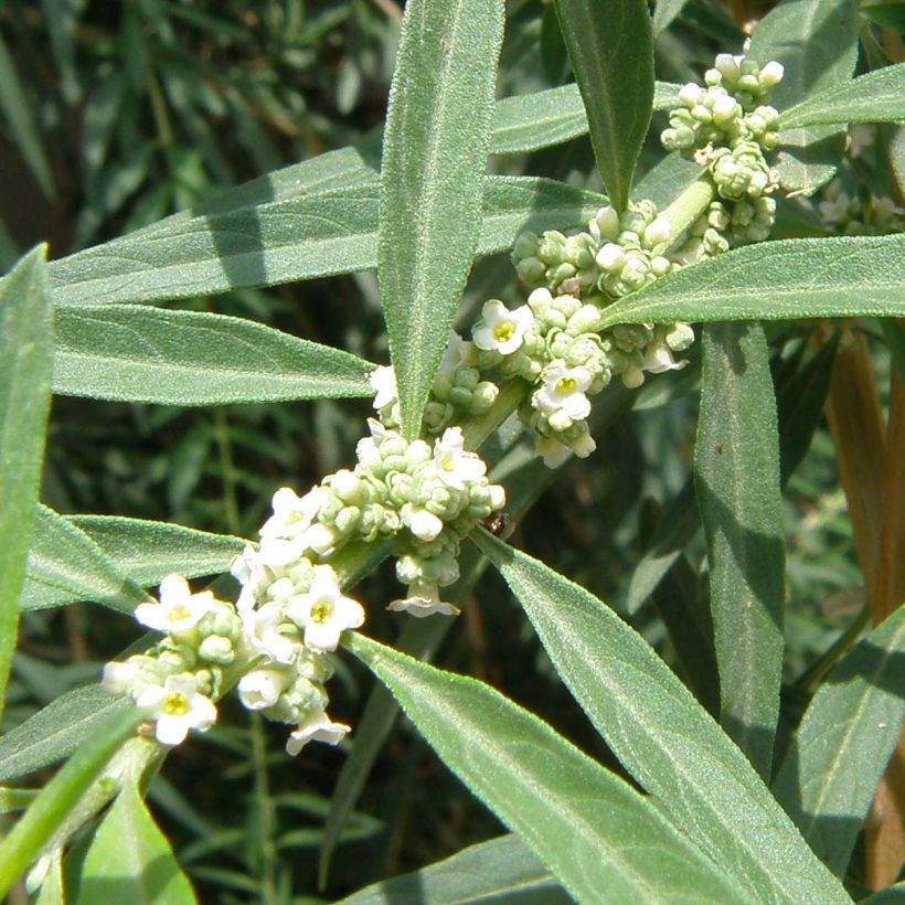 Aloysia polystachia (Fioritura)