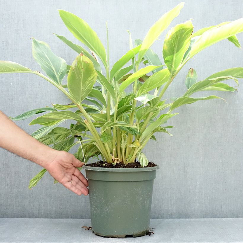 Esemplare di Alpinia zerumbet Variegata - Giglio rosa di porcellana Vaso da 4L/5L consegnato in estate