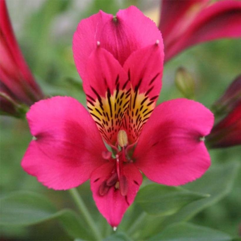 Alstroemeria Duc d'Anjou Arthur (Fioritura)