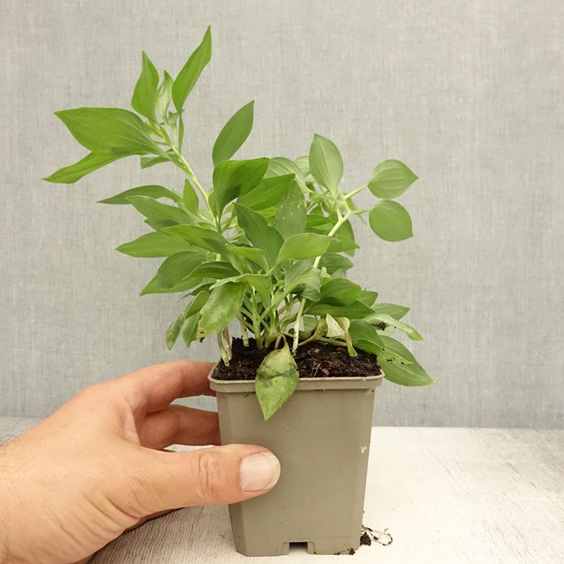 Esemplare di Alstroemeria Duc d'Anjou Louis Vasetto da 8/9 cm consegnato in estate