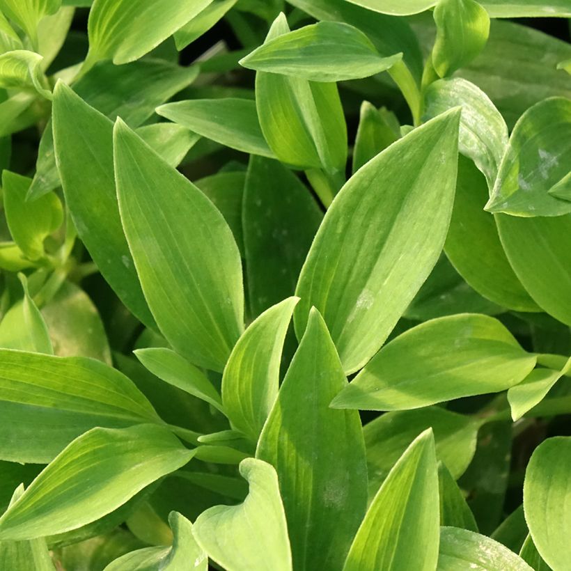Alstroemeria Duc d'Anjou Nicolas (Fogliame)