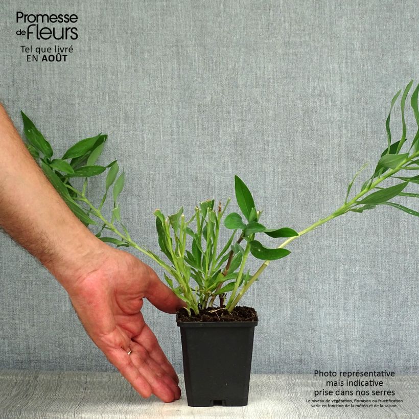 Esemplare di Alstroemeria Duchesses Marguerite Vasetto da 8/9 cm consegnato in estate