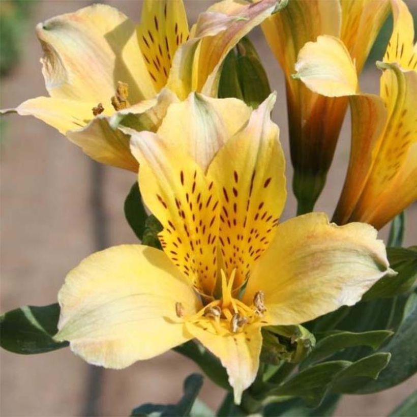 Alstroemeria Duchesse Marie (Fioritura)