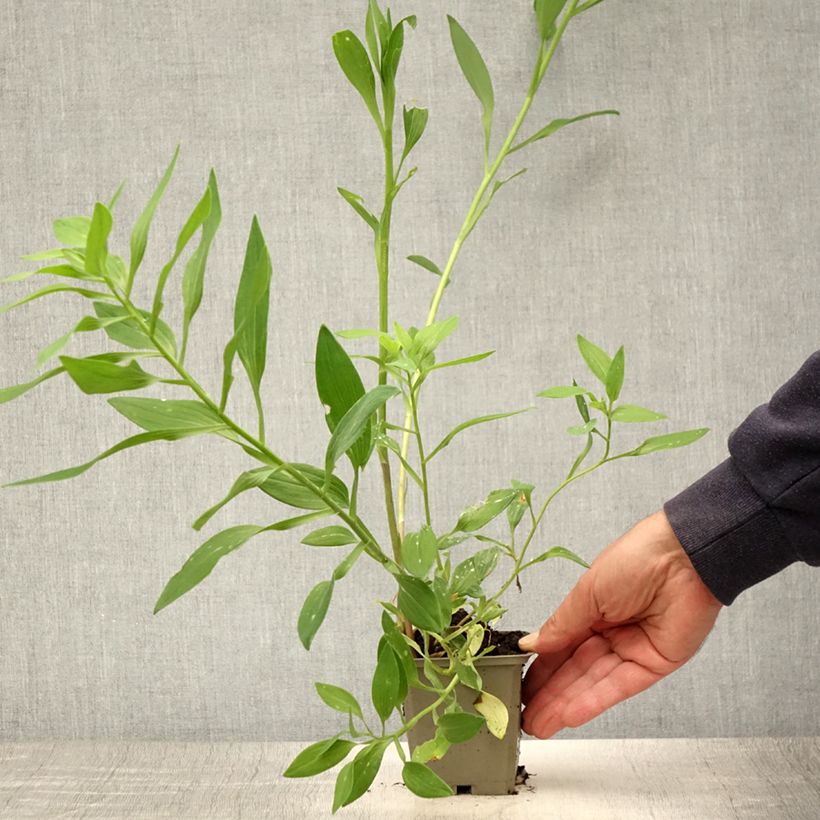 Esemplare di Alstroemeria Majestic Briançon Vasetto da 8/9 cm consegnato in estate