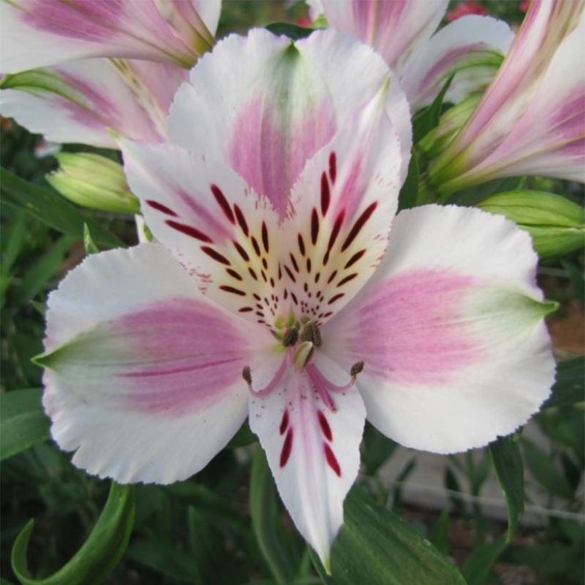 Alstroemeria Majestic Fougeré (Fioritura)