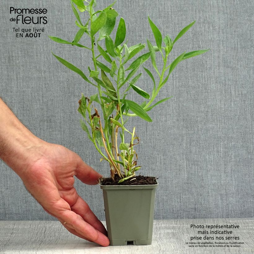 Esemplare di Alstroemeria Majestic Fougeré Vasetto da 8/9 cm consegnato in estate