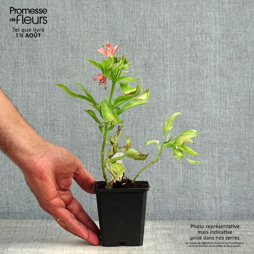 Esemplare di Alstroemeria Pitchounes Chloé Vasetto da 8/9 cm consegnato in estate