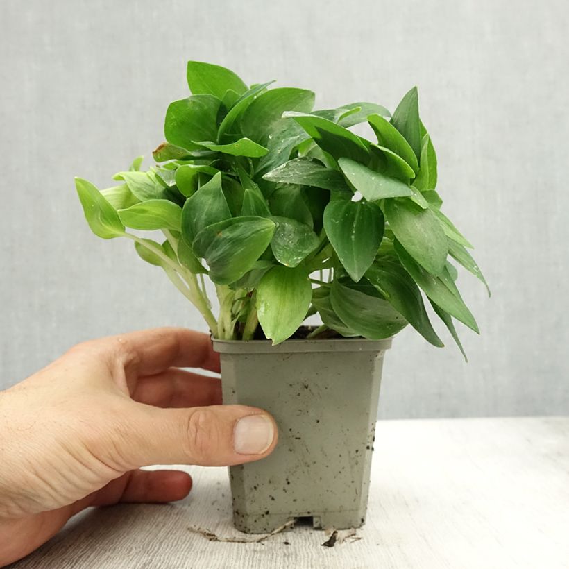 Esemplare di Alstroemeria Pitchounes Noah Vasetto da 8/9 cm come consegnato in autunno
