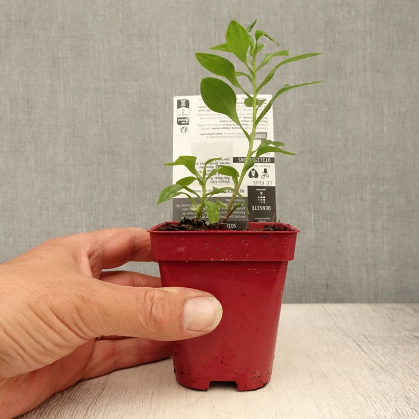 Esemplare di Alstroemeria aurantiaca Vasetto da 8/9 cm consegnato in estate