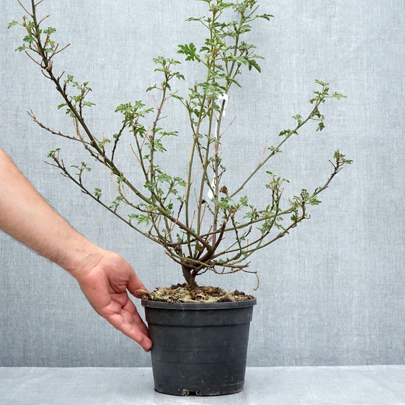 Esemplare di Alyogyne huegelii Santa Cruz - Ibisco australiano Vaso da 3L/4L consegnato in estate