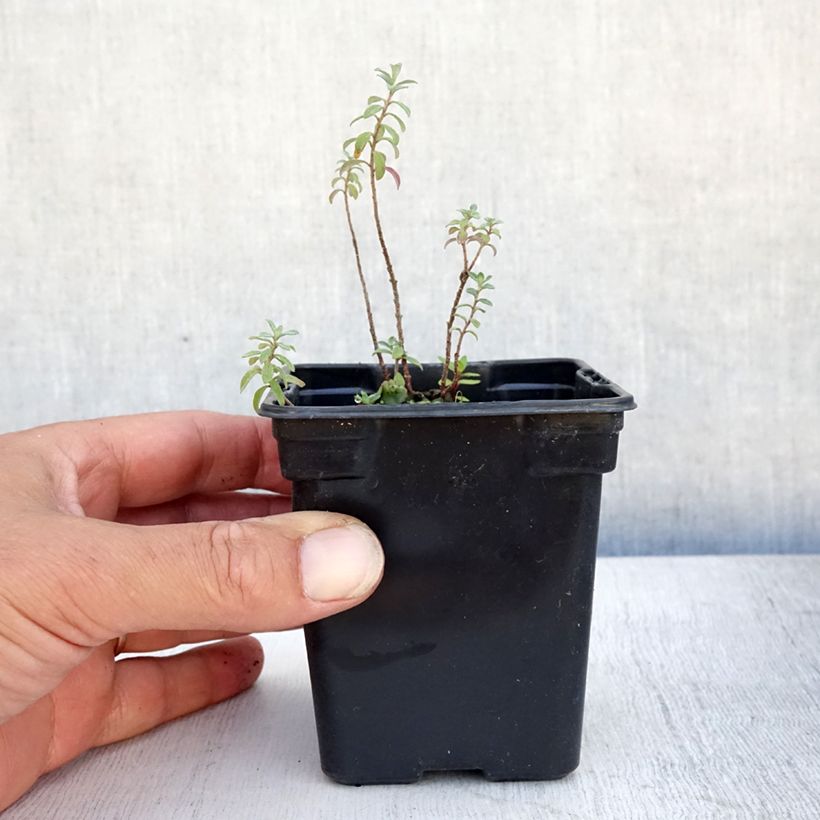 Esemplare di Alyssum argenteum - Alisso argenteo Vasetto da 7/8 cm consegnato in estate