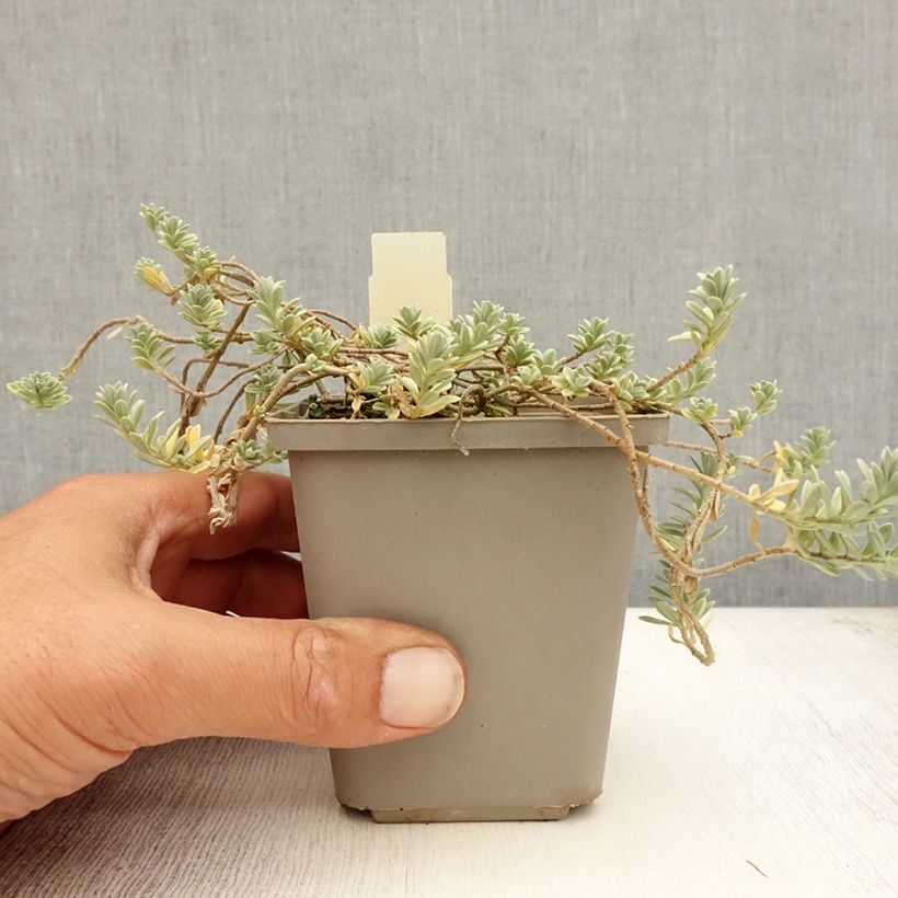 Esemplare di Alyssum montanum Berggold - Alisso montanino Vasetto da 8/9 cm consegnato in estate