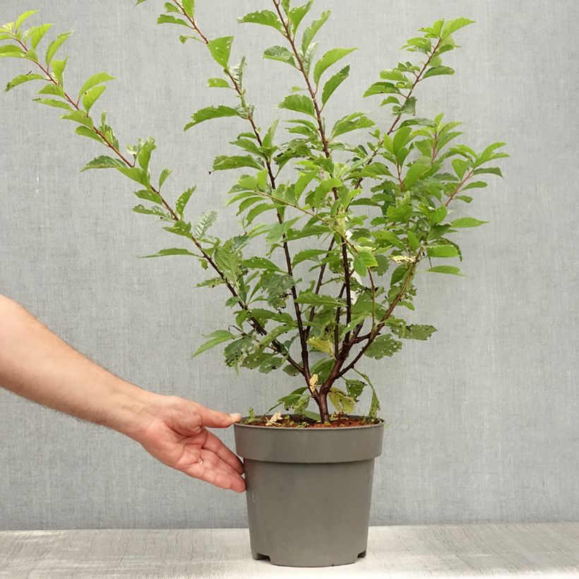 Esemplare di Prunus triloba - Mandorlo da fiore Vaso da 2L/3L consegnato in estate