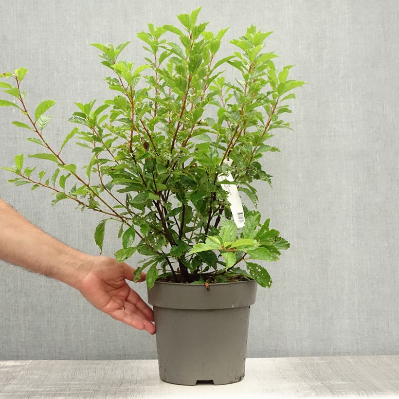 Esemplare di Prunus triloba - Mandorlo da fiore Vaso da 4L/5L consegnato in estate