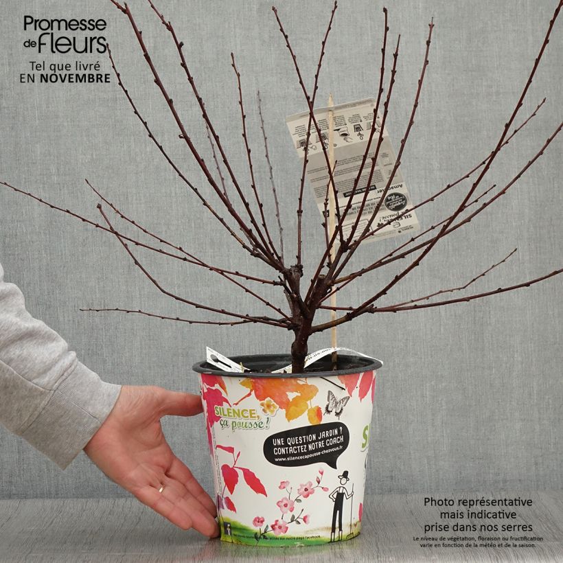 Esemplare di Prunus triloba Multiplex - Mandorlo da fiore Vaso da 4L/5L come consegnato in autunno