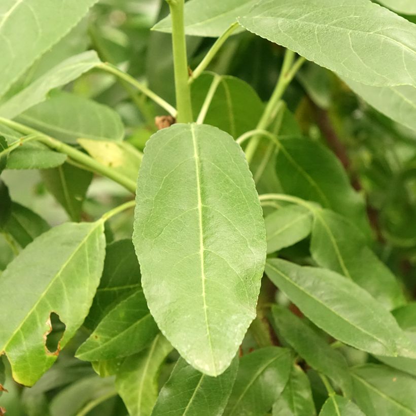 Mandorlo Desmayo Largueta (Fogliame)