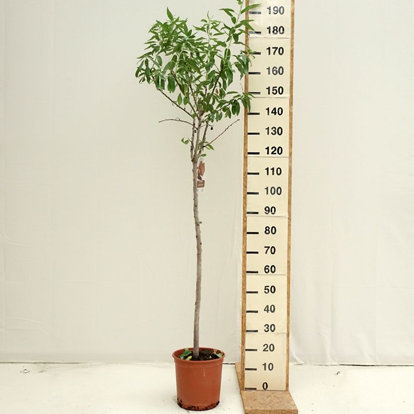Esemplare di Mandorlo Desmayo Largueta Vaso da 7,5L/10L, Vaso impalcato medio consegnato in estate