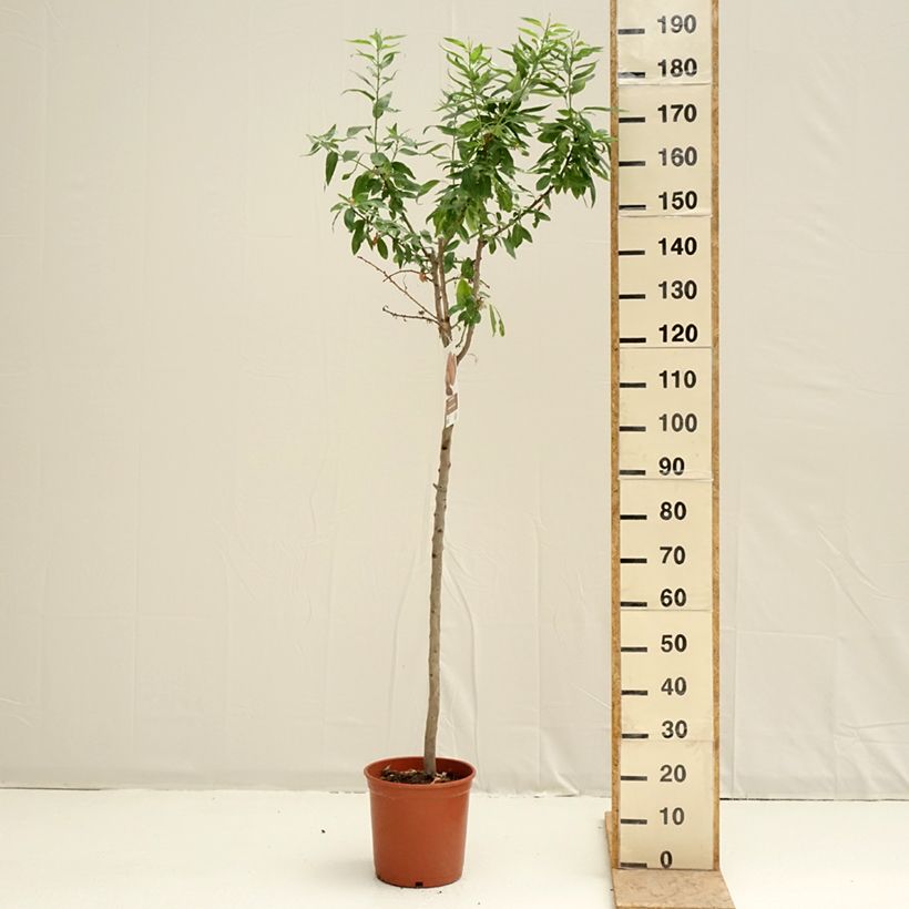 Mandorlo Desmayo Largueta Vaso da 7,5L/10L, Vaso impalcato medio esemplare consegnato in primavera