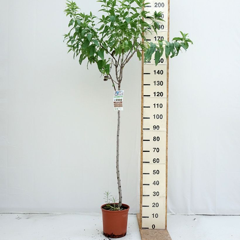 Esemplare di Mandorlo Marcona Vaso da 7,5L/10L, Vaso impalcato medio consegnato in estate