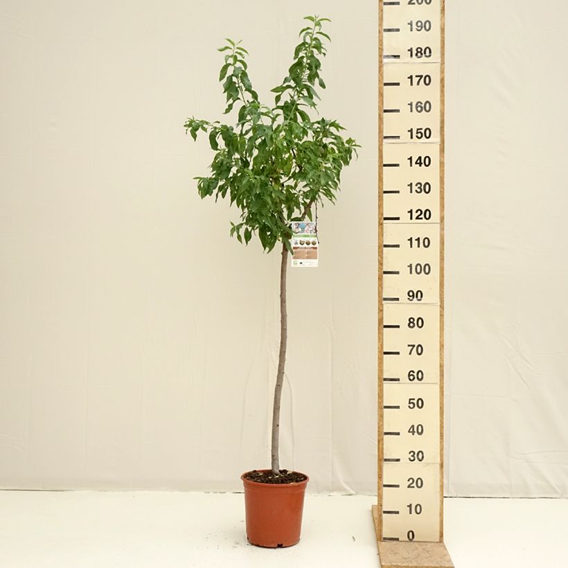 Mandorlo Marcona Vaso da 7,5L/10L, Vaso impalcato medio esemplare consegnato in primavera