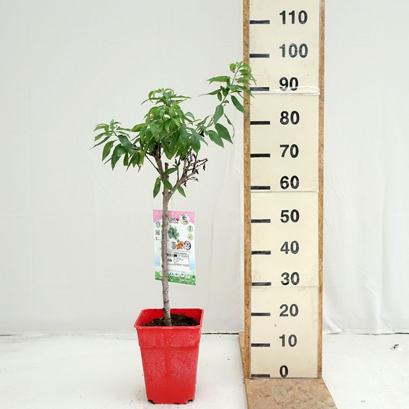 Esemplare di Mandorlo Garden Prince Vaso da 6L/7L, Nano consegnato in estate