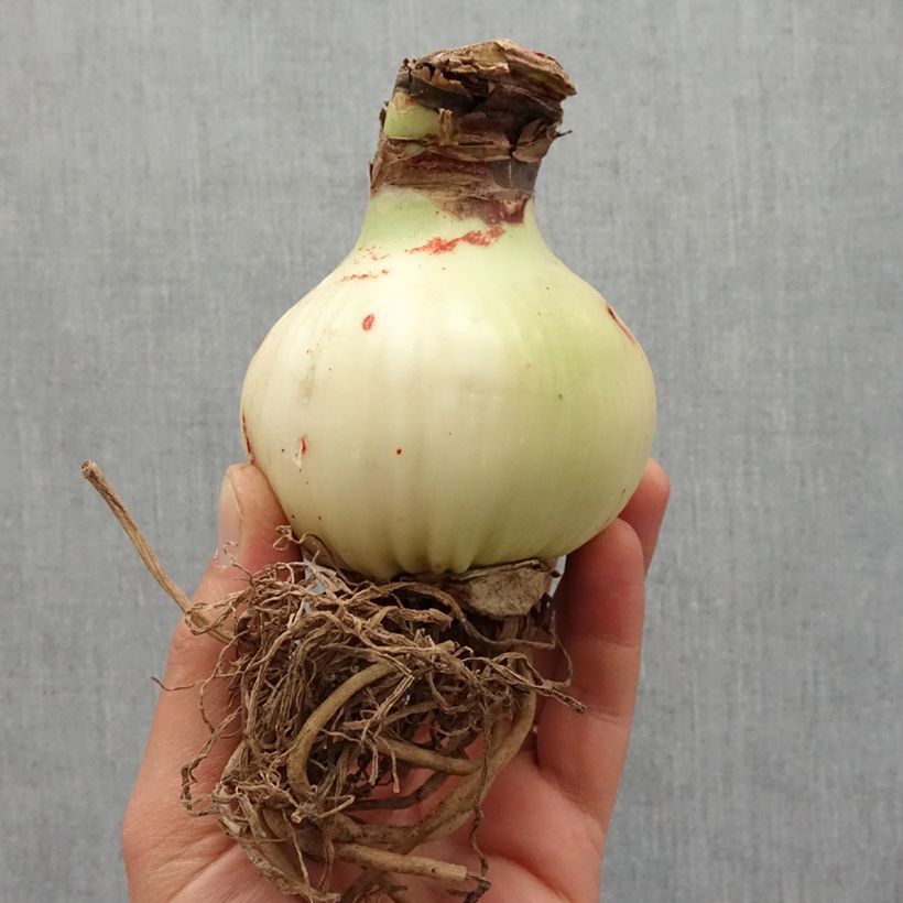 Amaryllis Gervase - Hippeastrum Bulbo taglia 24/26 esemplare consegnato in primavera