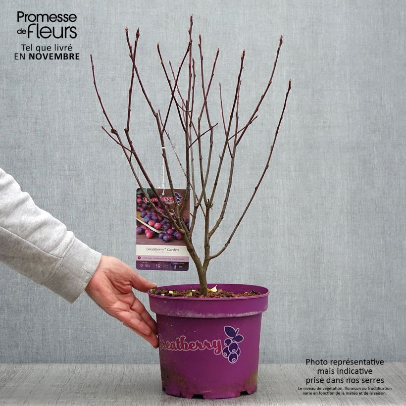Esemplare di Amelanchier alnifolia Greatberry Garden - Amelanchier Vaso da 3L/4L, Multifusto come consegnato in autunno