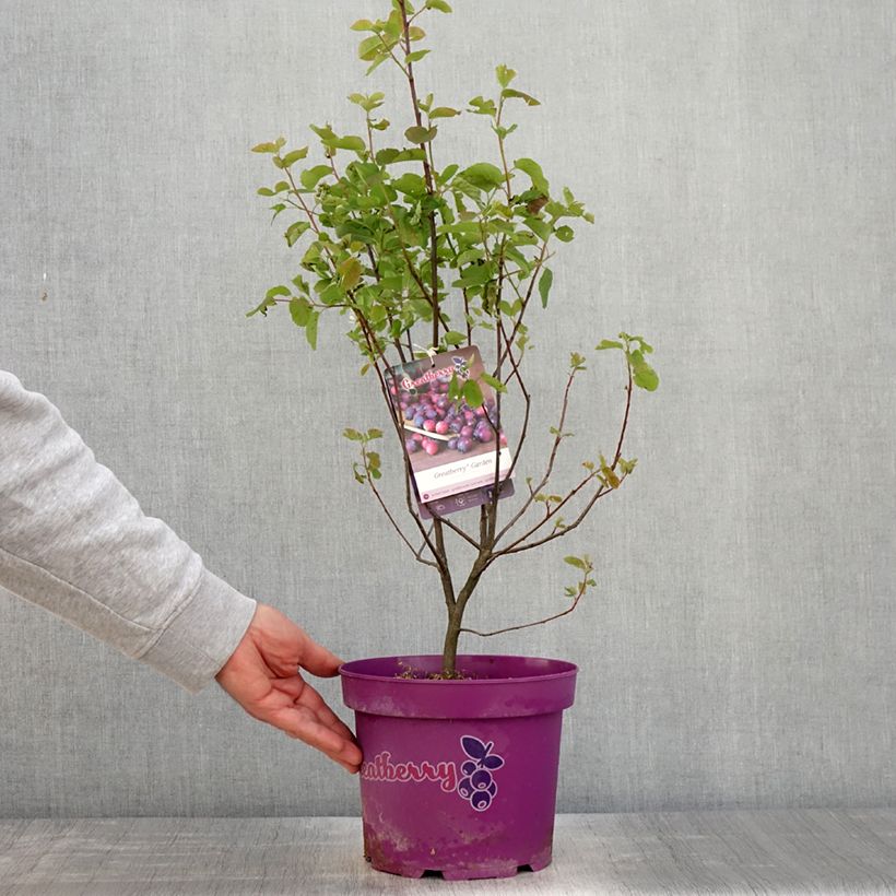 Amelanchier alnifolia Greatberry Garden - Amelanchier Vaso da 3L/4L, MultifustoAltezza consegnata circa 60/80cm esemplare consegnato in primavera