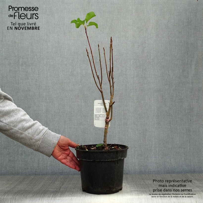Esemplare di Amelanchier alnifolia Obelisk Vaso da 3L/4L come consegnato in autunno