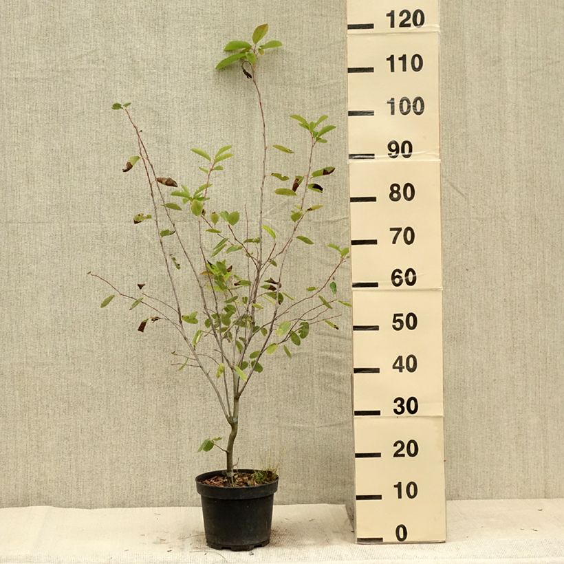 Esemplare di Amelanchier laevis Ballerina Vaso da 3L/4L consegnato in estate