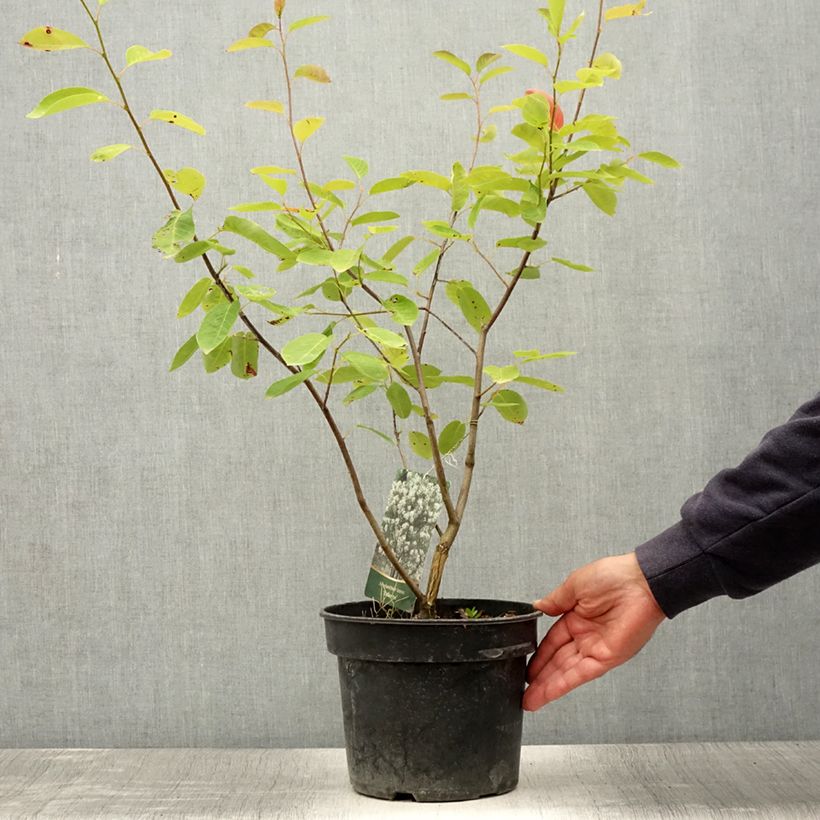 Esemplare di Amelanchier laevis Ballerina Vaso da 7,5L/10L consegnato in estate