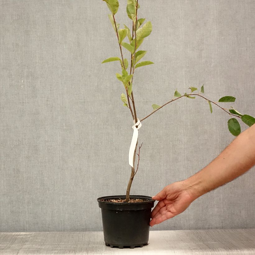 Esemplare di Amelanchier canadensis - Pero corvino Vaso da 2L/3L consegnato in estate
