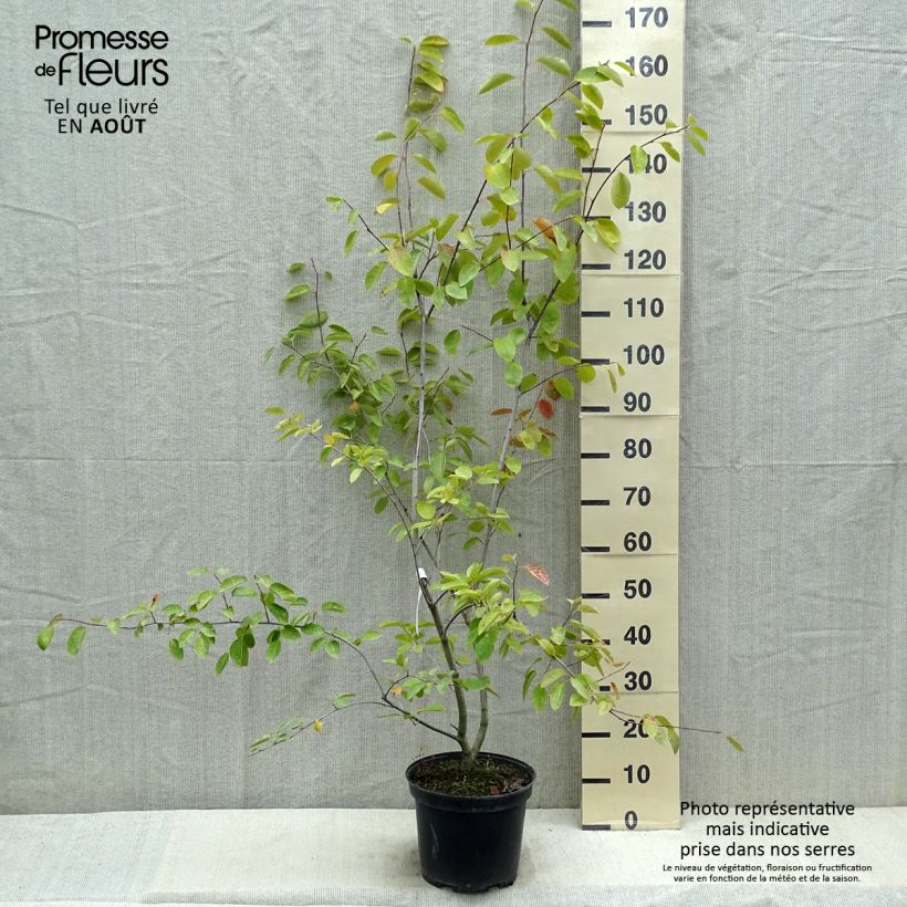 Esemplare di Amelanchier canadensis - Pero corvino Vaso da 7,5L/10L consegnato in estate
