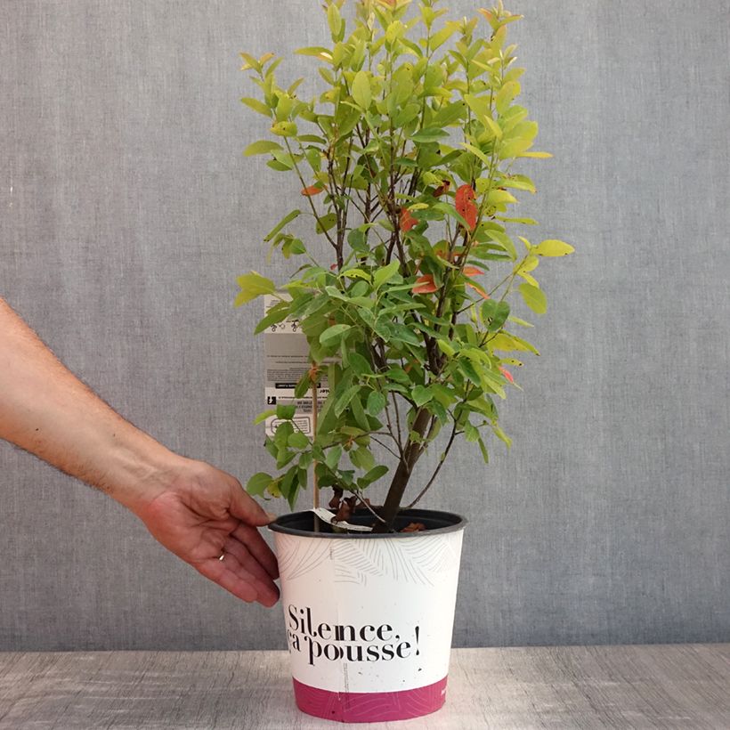 Esemplare di Amelanchier canadensis October Flame - Pero corvino Vaso da 4L/5L consegnato in estate