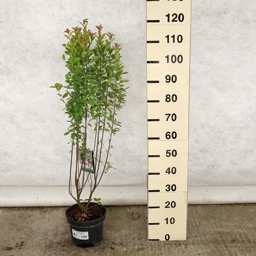Esemplare di Amelanchier canadensis Rainbow Pillar - Pero corvino Vaso da 4L/5L consegnato in estate