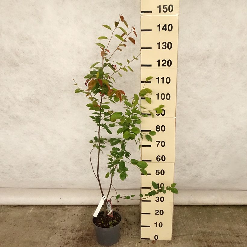 Esemplare di Amelanchier lamarckii - Pero corvino Vaso da 3L/4L consegnato in estate