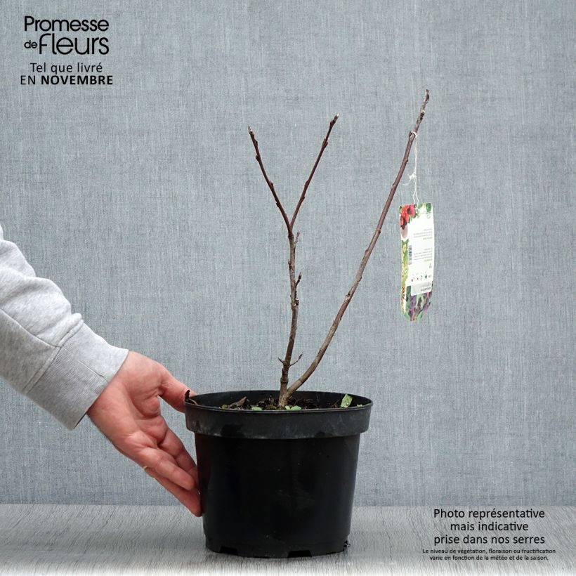 Esemplare di Amelanchier alnifolia Smoky Vaso da 2L/3L come consegnato in autunno